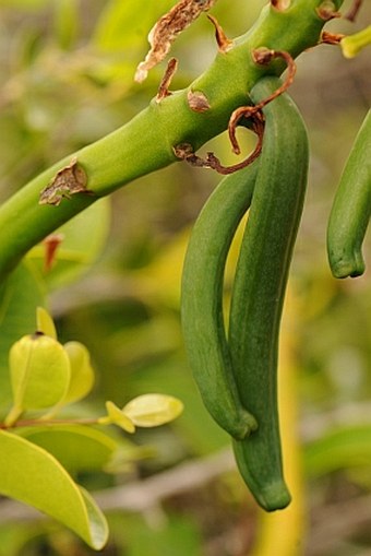 Vanilla phalaenopsis