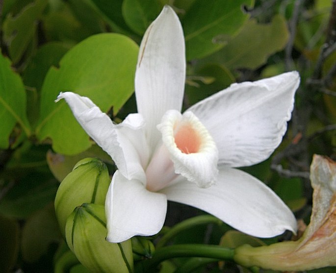 Vanilla phalaenopsis