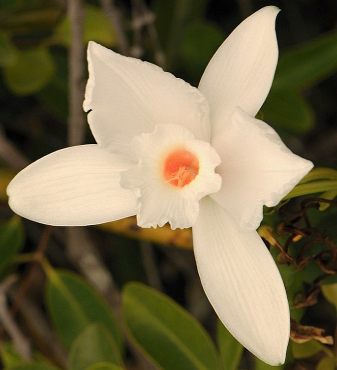 Vanilla phalaenopsis