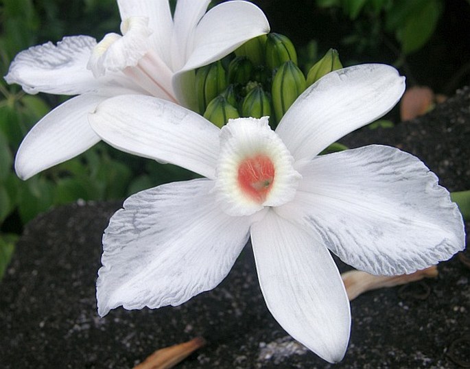 VANILLA PHALAENOPSIS Rchb. f. ex Van Houtte – vanilka