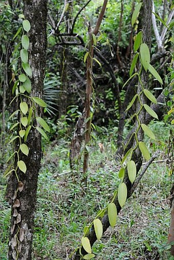 Vanilla planifolia