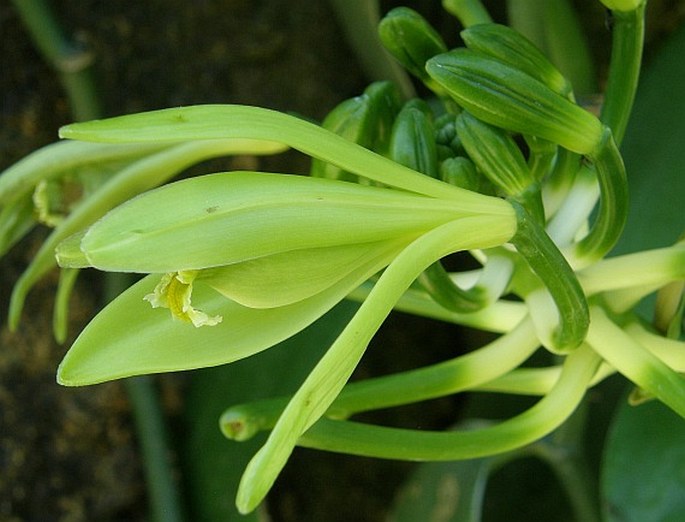 VANILLA PLANIFOLIA Jacks. ex Andrews – vanilka pravá