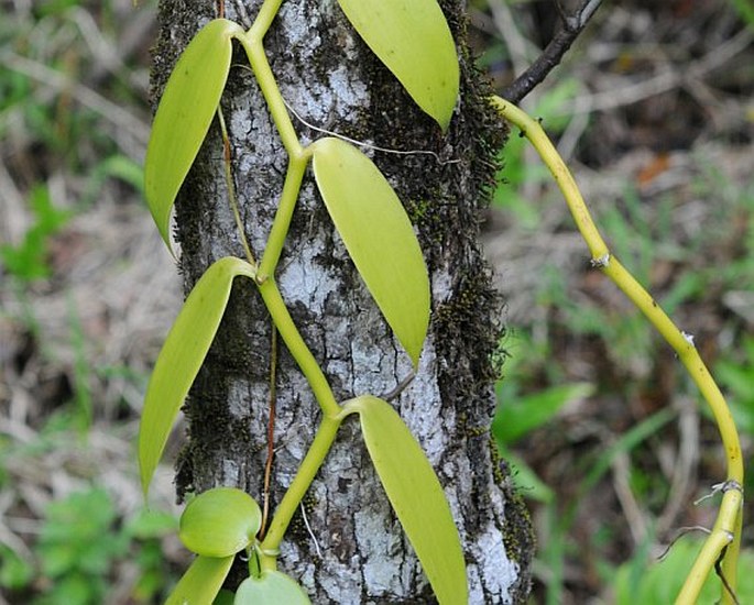 Vanilla planifolia