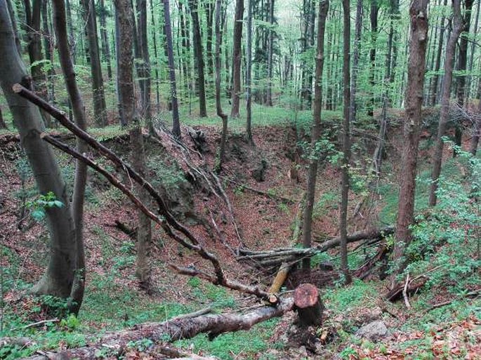 Vápenice - přírodní rezervace