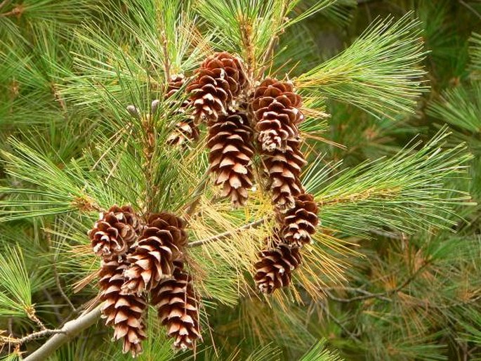 PINUS STROBUS L. – borovice vejmutovka / borovica hladká