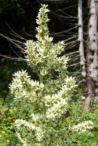 Veratrum album