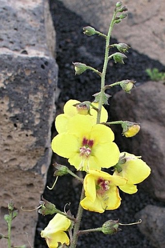 Verbascum cystolithicum