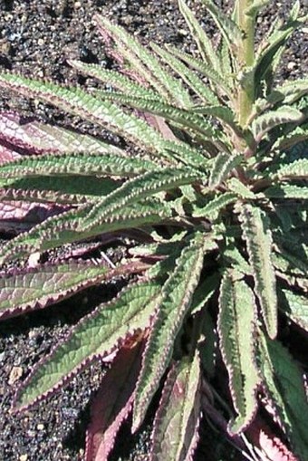 Verbascum cystolithicum