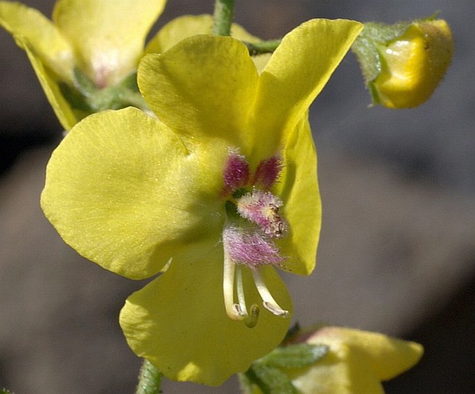 VERBASCUM CYSTOLITHICUM (Pett.) Hub.-Mor. – divizna / divozel