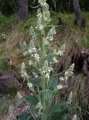 Verbascum lychnitis subsp. moenchii