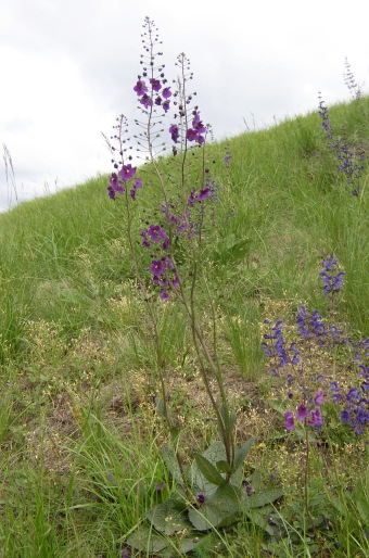 Verbascum phoeniceum