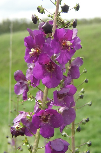 Verbascum phoeniceum