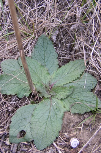 Verbascum phoeniceum