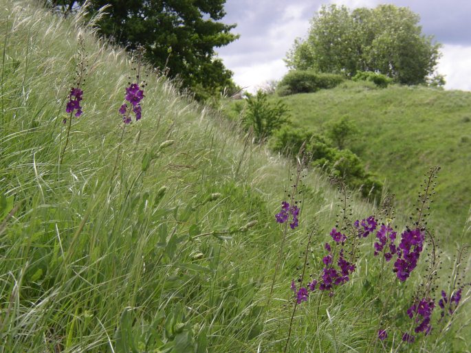 Verbascum phoeniceum