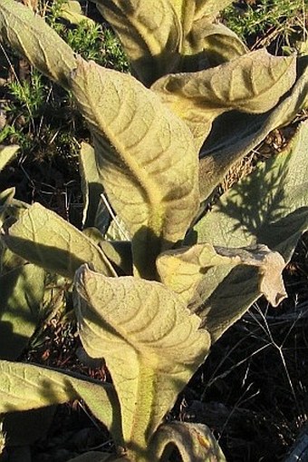 Verbascum thapsus