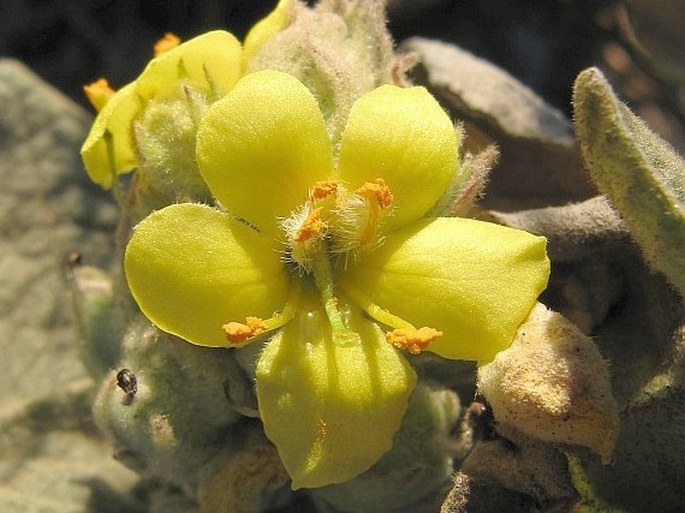VERBASCUM THAPSUS L. – divizna malokvětá / divozel malokvetý