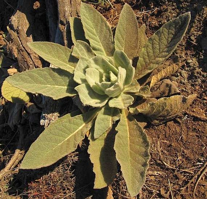 Verbascum thapsus