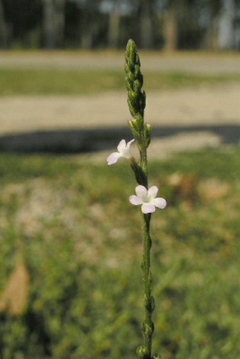 Verbena officinalis