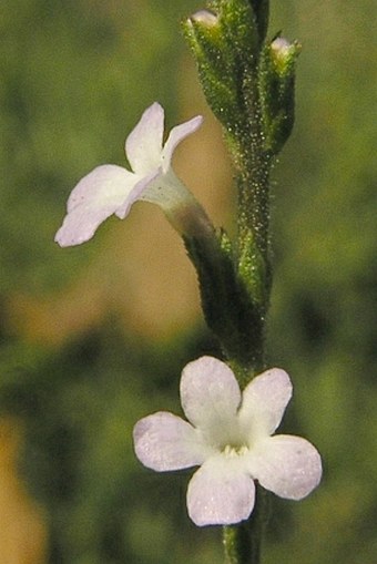 Verbena officinalis