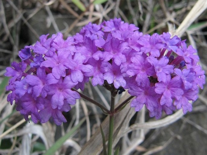 VERBENA RIGIDA Spreng. - sporýš tuhý / železník