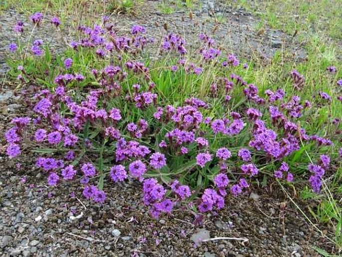 Verbena rigida