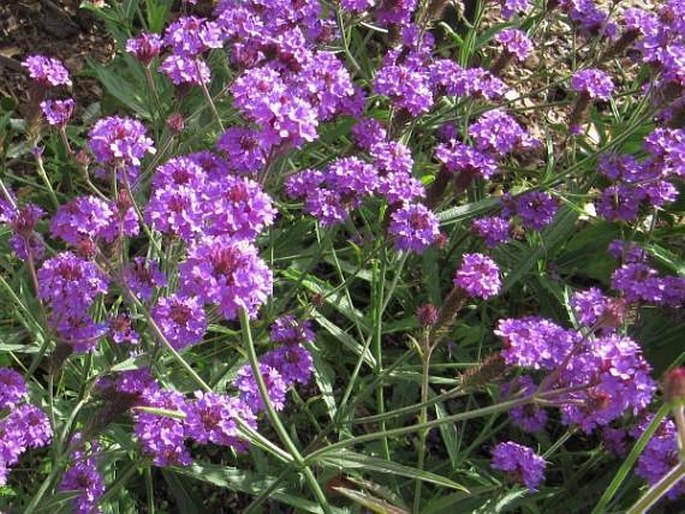 Verbena rigida