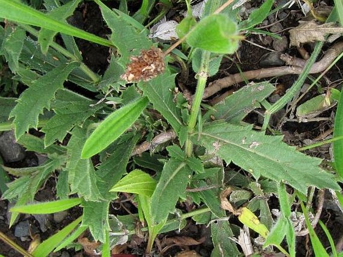 Verbena rigida