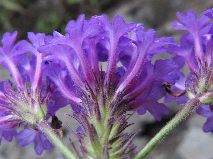 Verbena rigida