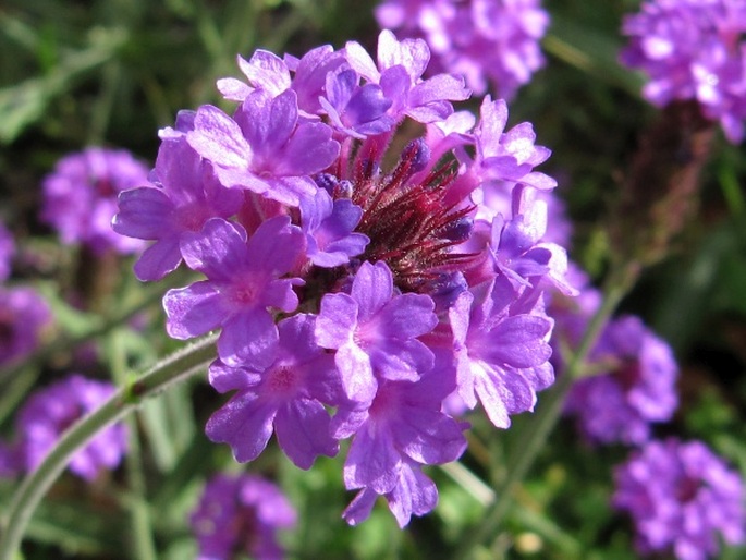 Verbena rigida