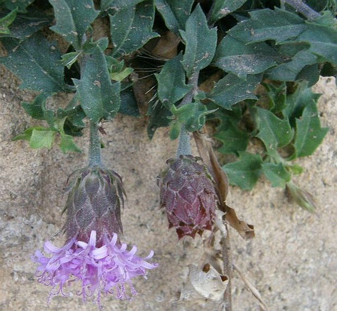 Vernonia arabica