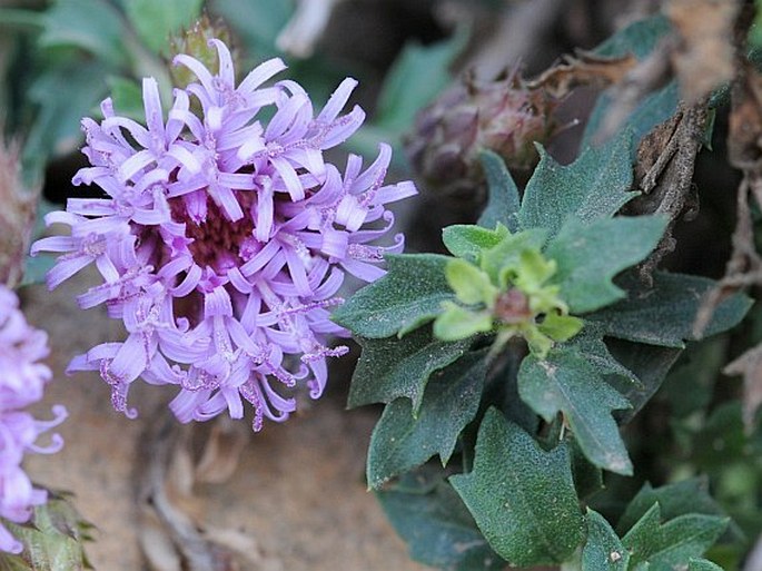 Vernonia arabica