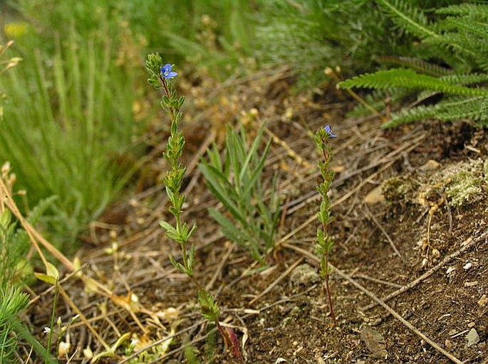 Veronica dillenii