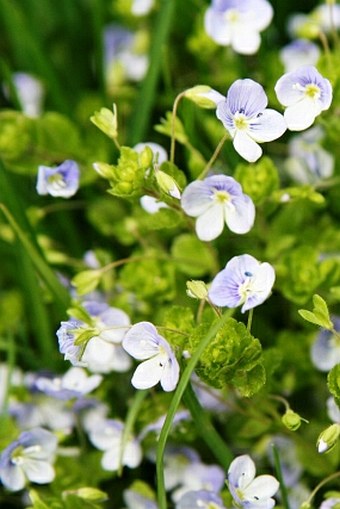 Veronica filiformis