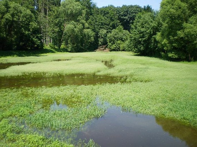 Veronica anagallis-aquatica