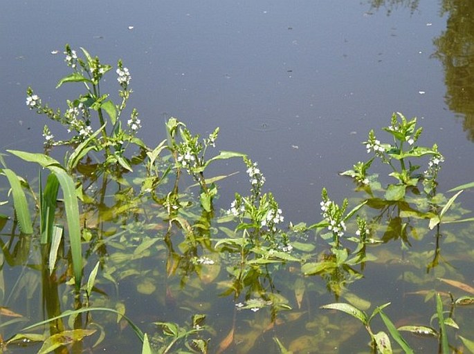 Veronica anagallis-aquatica