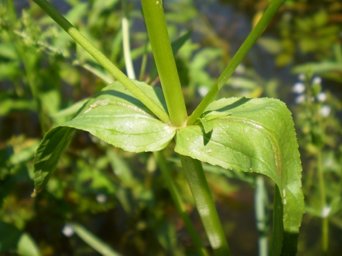 Veronica anagallis-aquatica