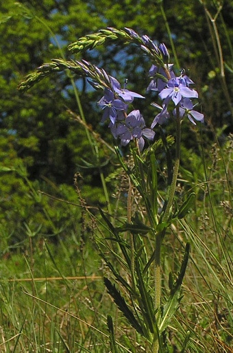 Veronica austriaca