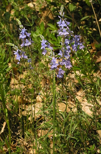 Veronica austriaca