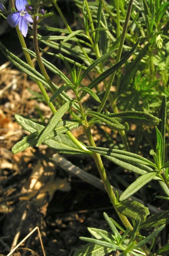 Veronica austriaca