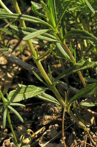 Veronica austriaca