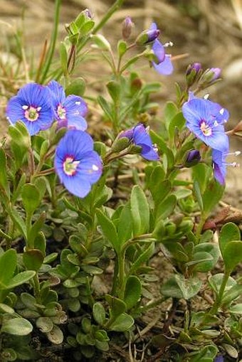 Veronica fruticans