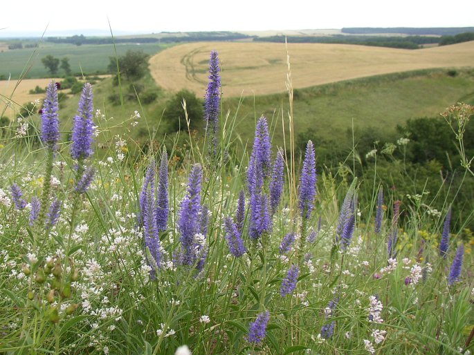 Pseudolysimachion spicatum