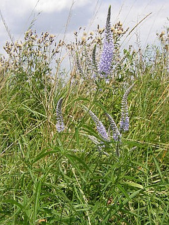 Veronica maritima