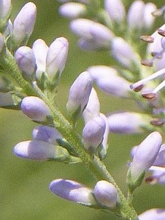 Veronica maritima