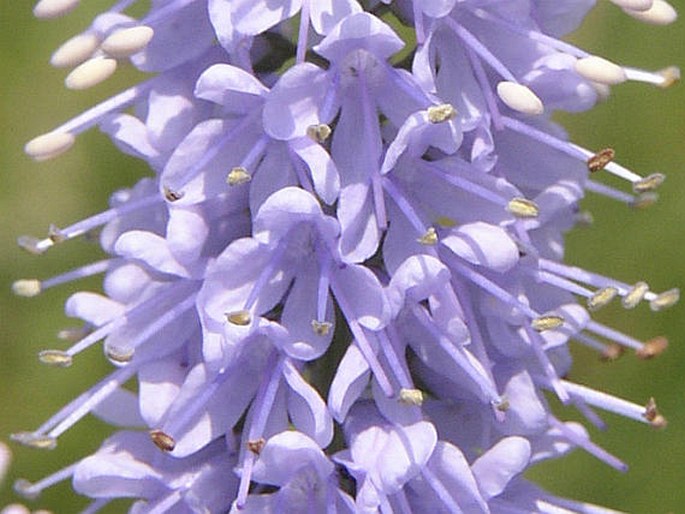 Veronica maritima