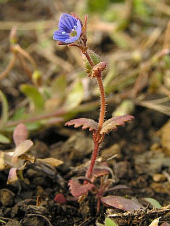 Veronica praecox