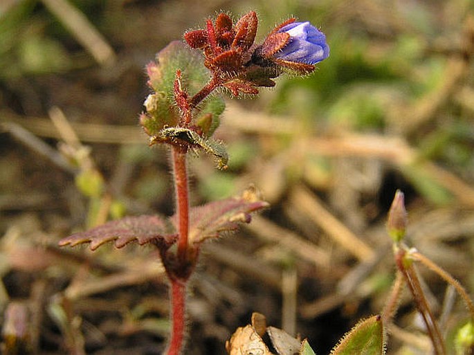 Veronica praecox