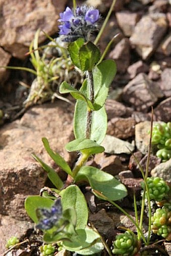 Veronica alpina subsp. pumila