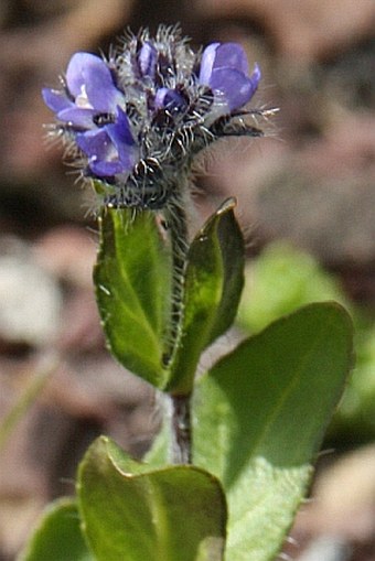 Veronica alpina subsp. pumila