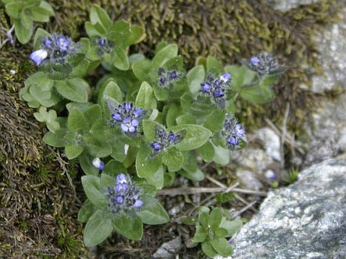 VERONICA ALPINA subsp. PUMILA All. – rozrazil alpský nízký / veronika alpínska nízka